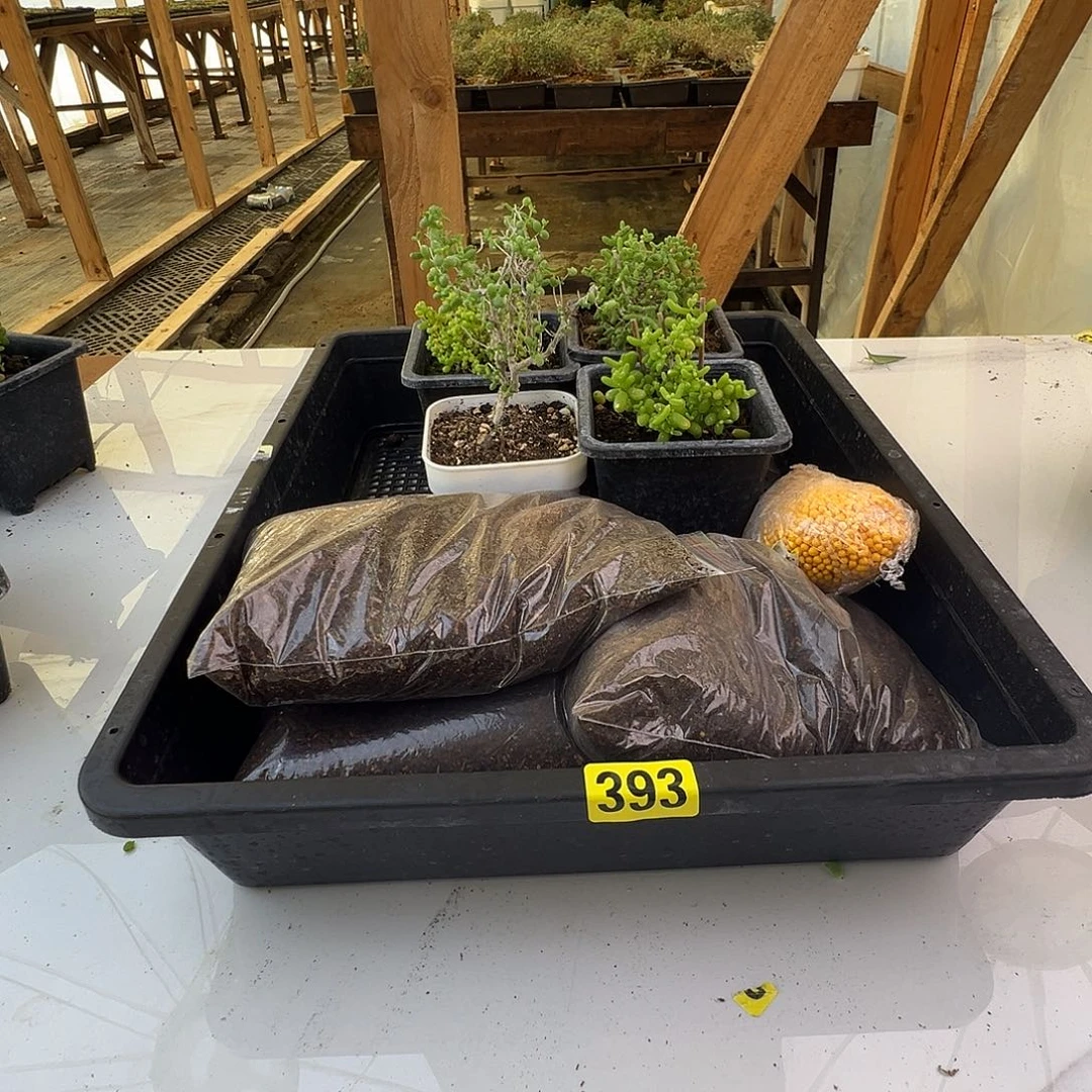 枝干番杏多肉植物393