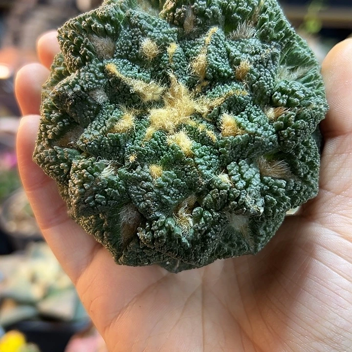 51号苗接大尤龟甲黑无根8.9公分