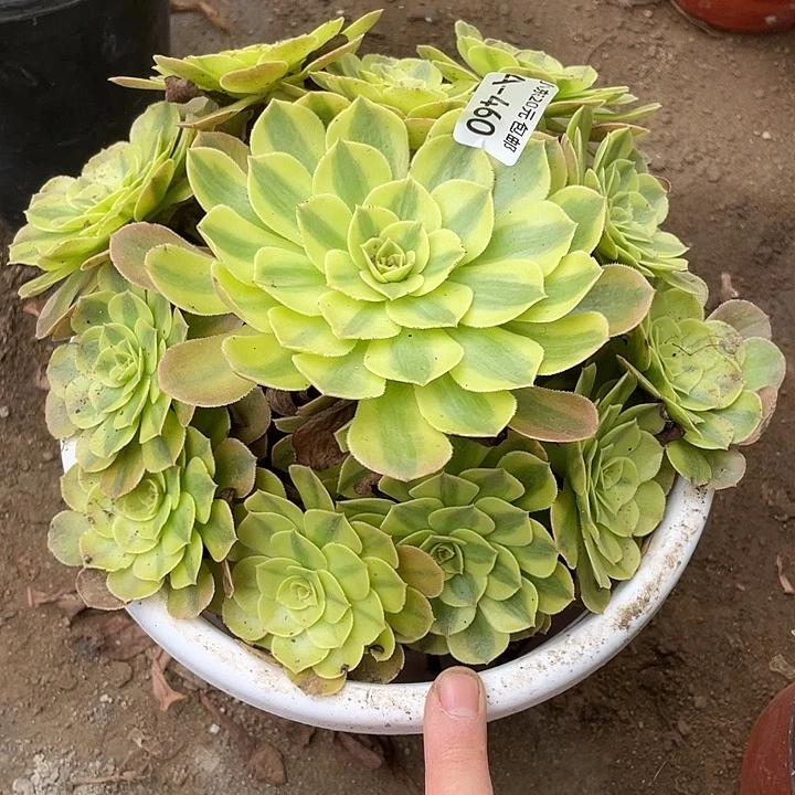 460雨荷多肉植物福利