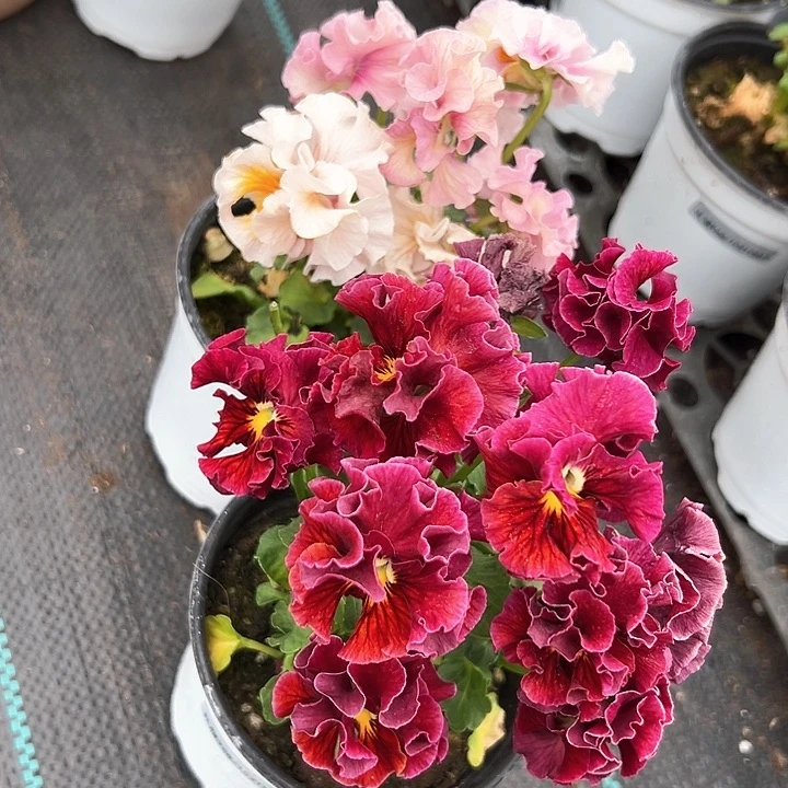 红陶抖音直播闪拍176