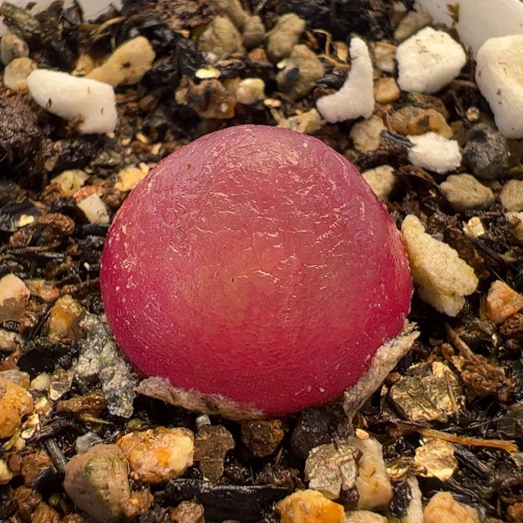 046多肉植物百科