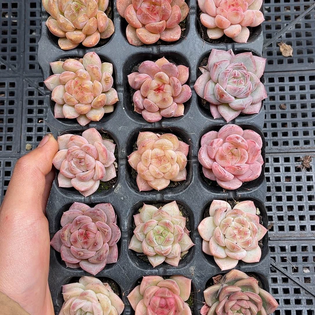 多肉一物一拍4-195