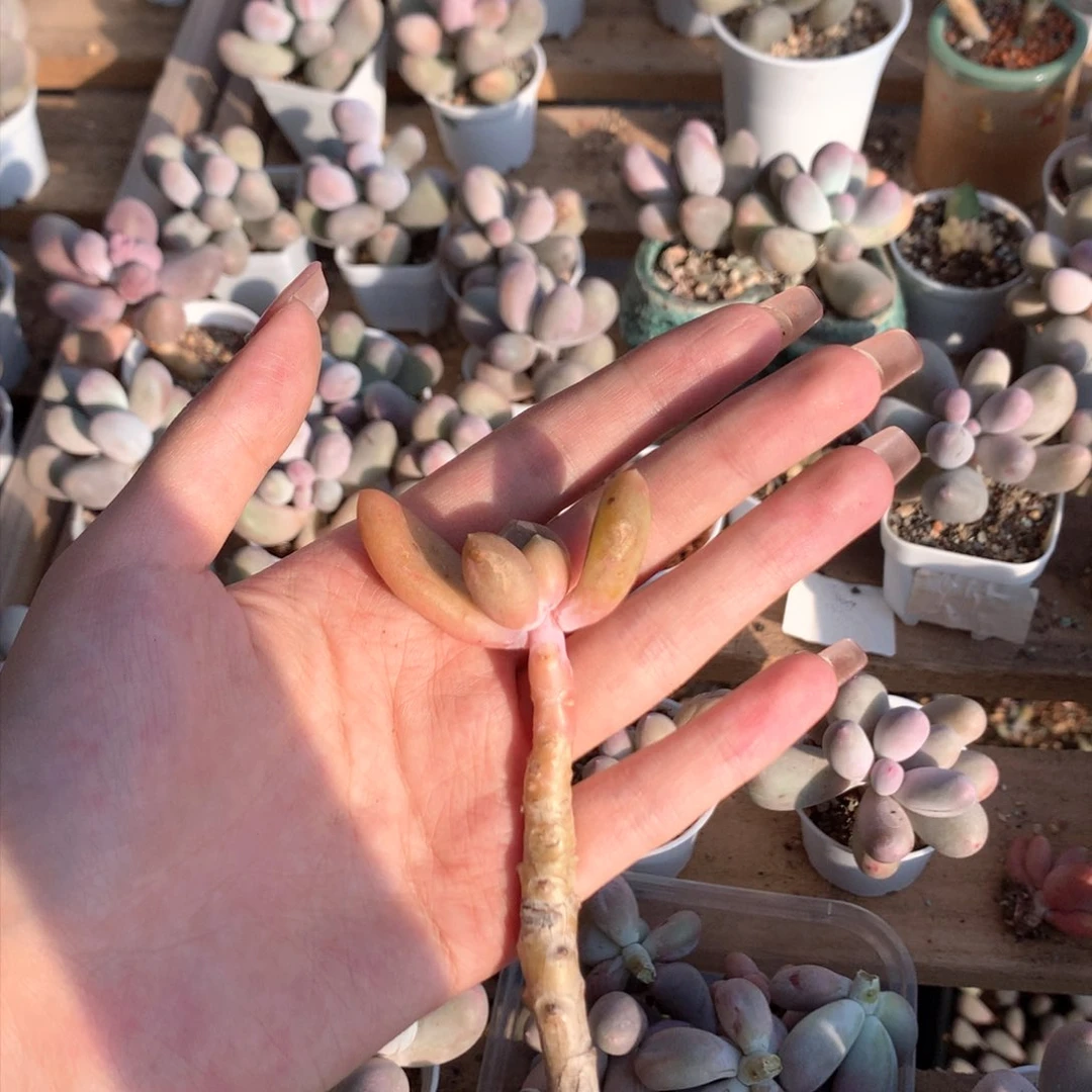 乌里维亚多肉哈哈哈哈