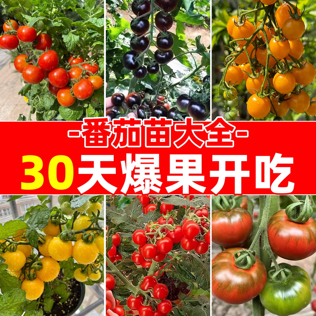寿光各种番茄秧苗大全番茄大西红柿蔬菜千禧果红黄黑圣女果盆栽籽