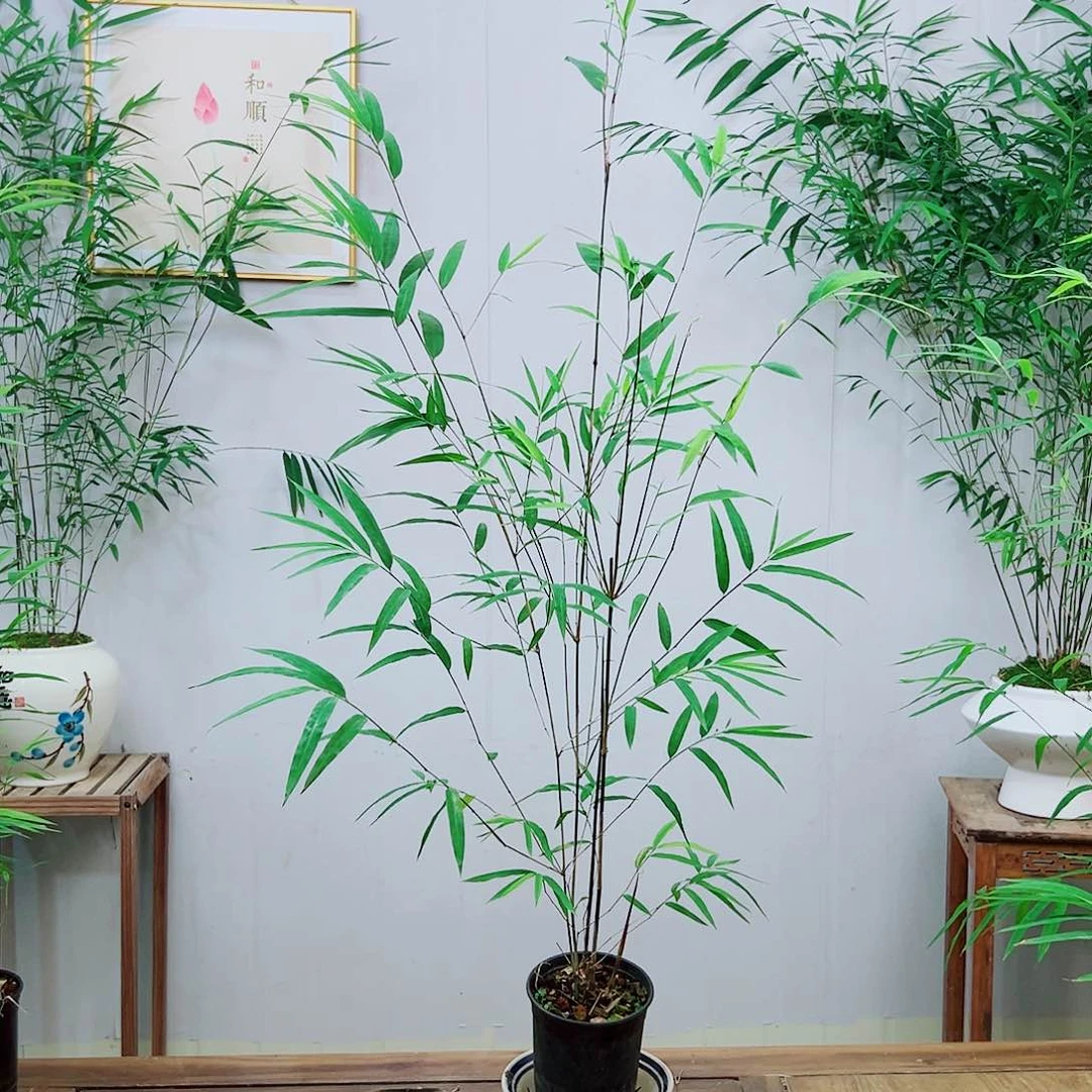 不开花植物内门竹
