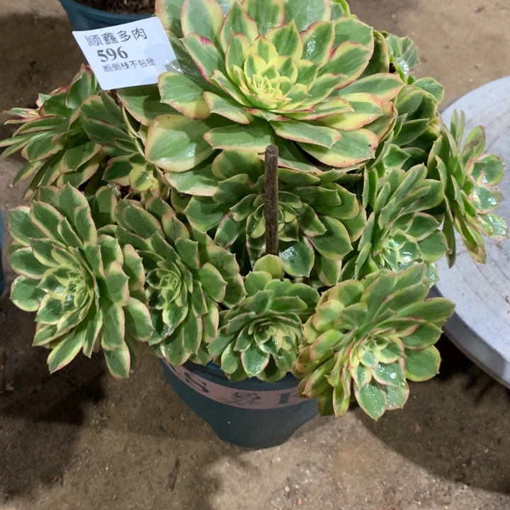 596海王多肉植物特价