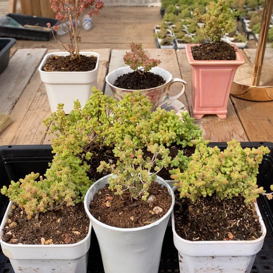 枝干番杏多肉植物928