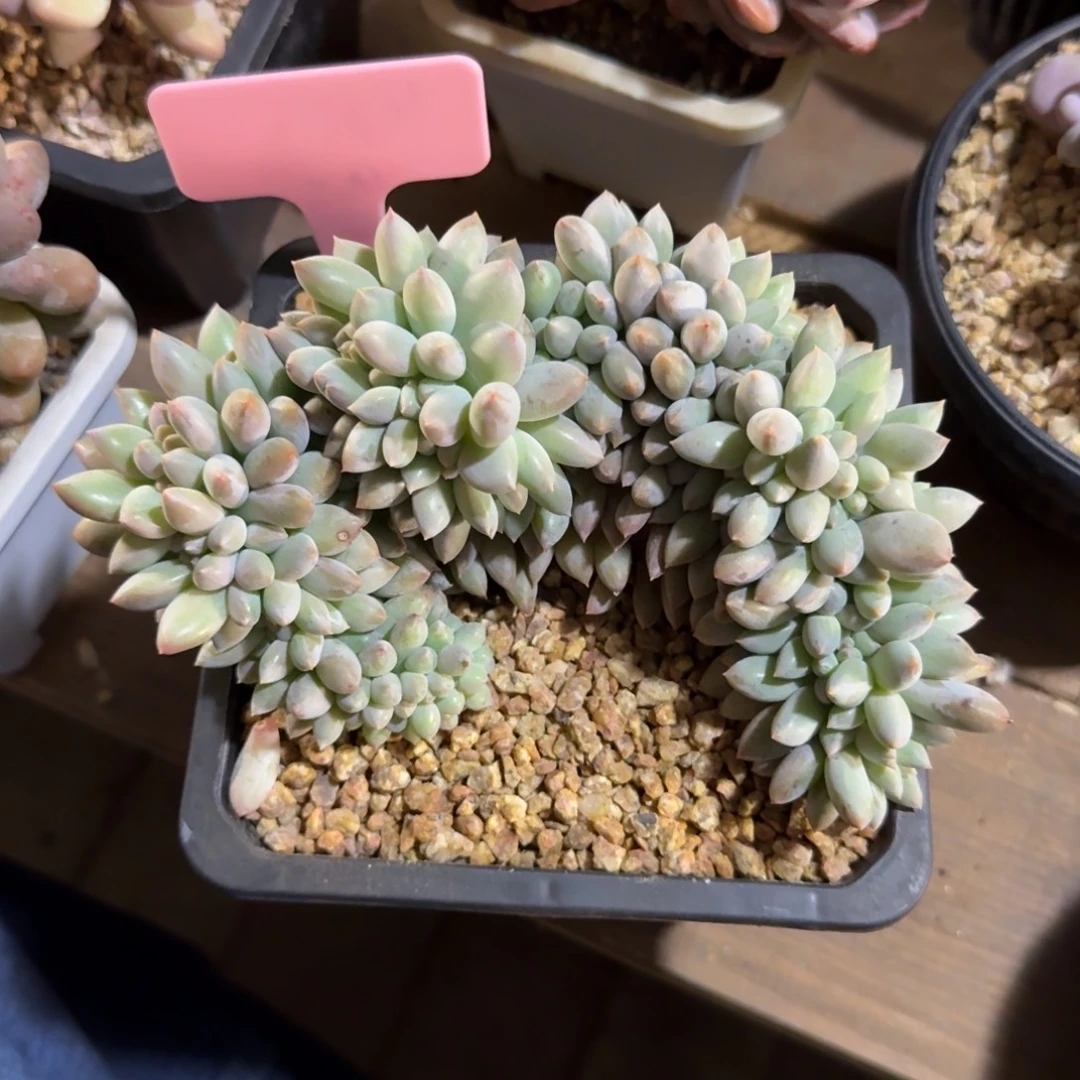 所罗门缀化111111111111