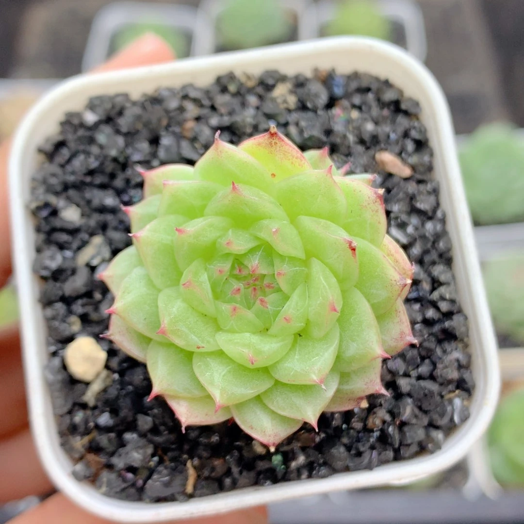 58包邮  群生不包整72