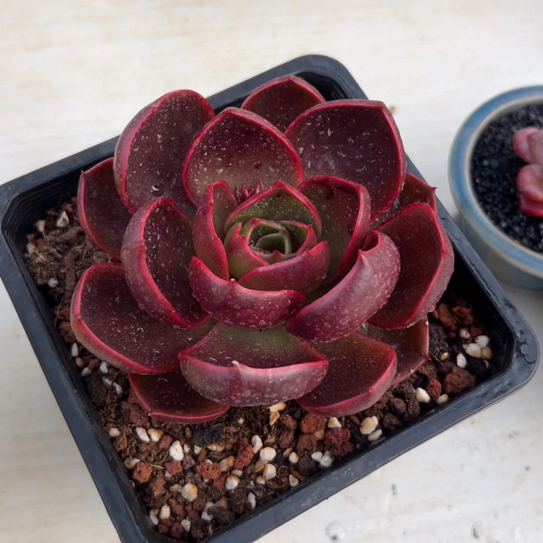 多肉一物一拍0208-红灯