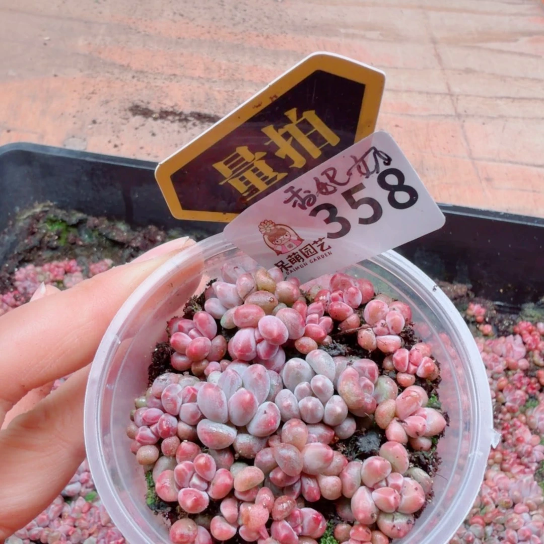 多肉植物多肉植物