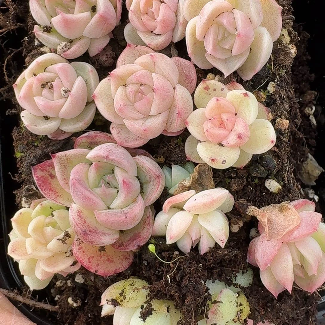 小*杂交新品珍妮多肉495