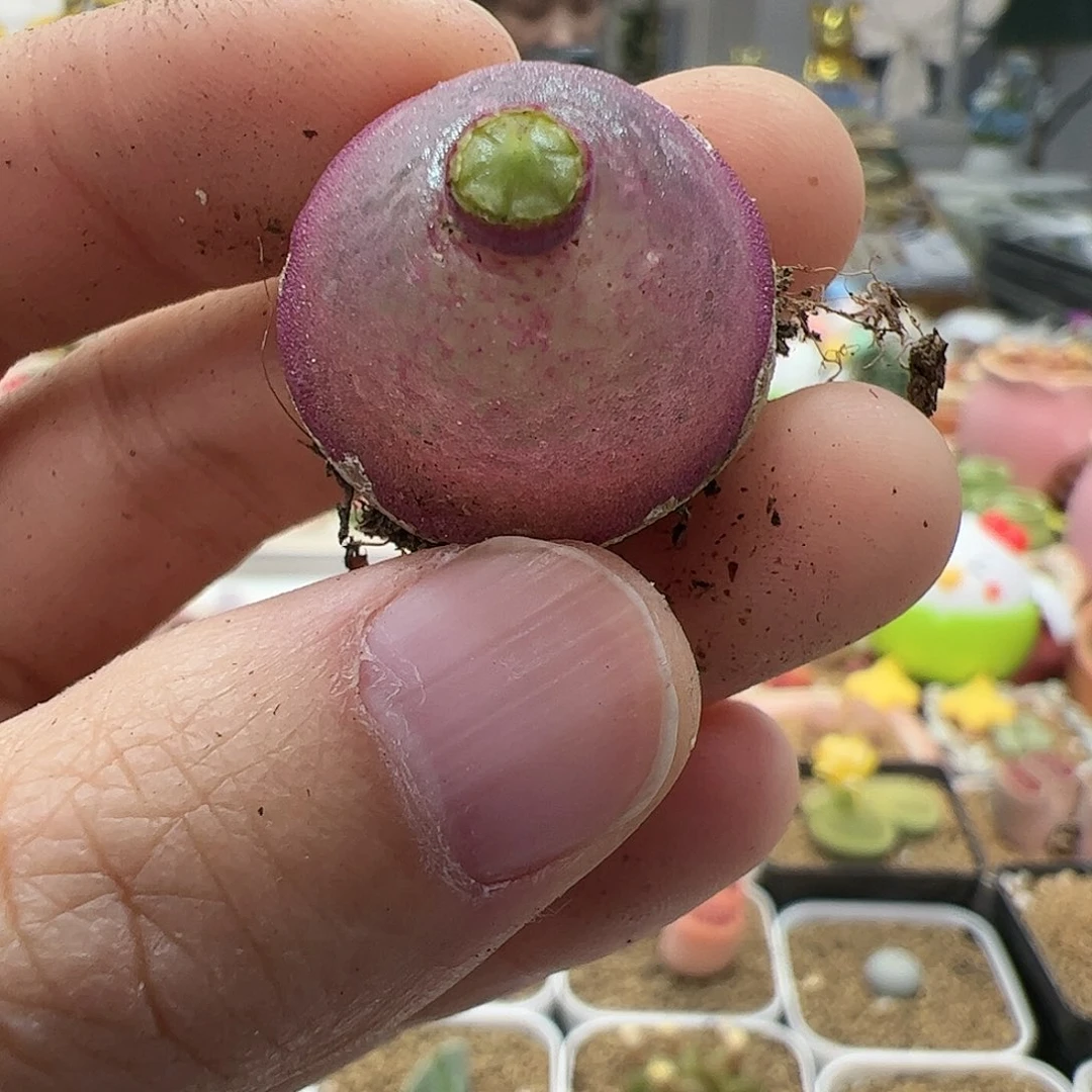 【闪购商品】122 灯泡