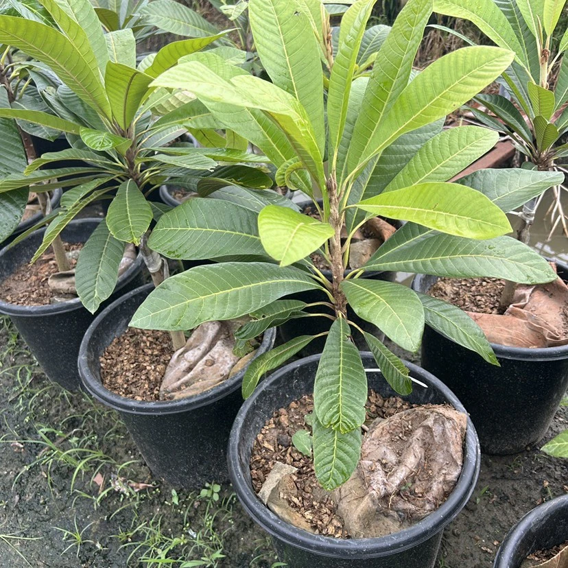 新品种马加纳妈咪果靠接苗盆栽地种妈咪果树苗阳台果苗