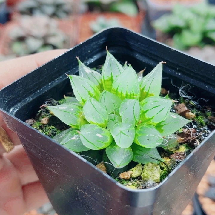 十二卷 西亚基 开播福利