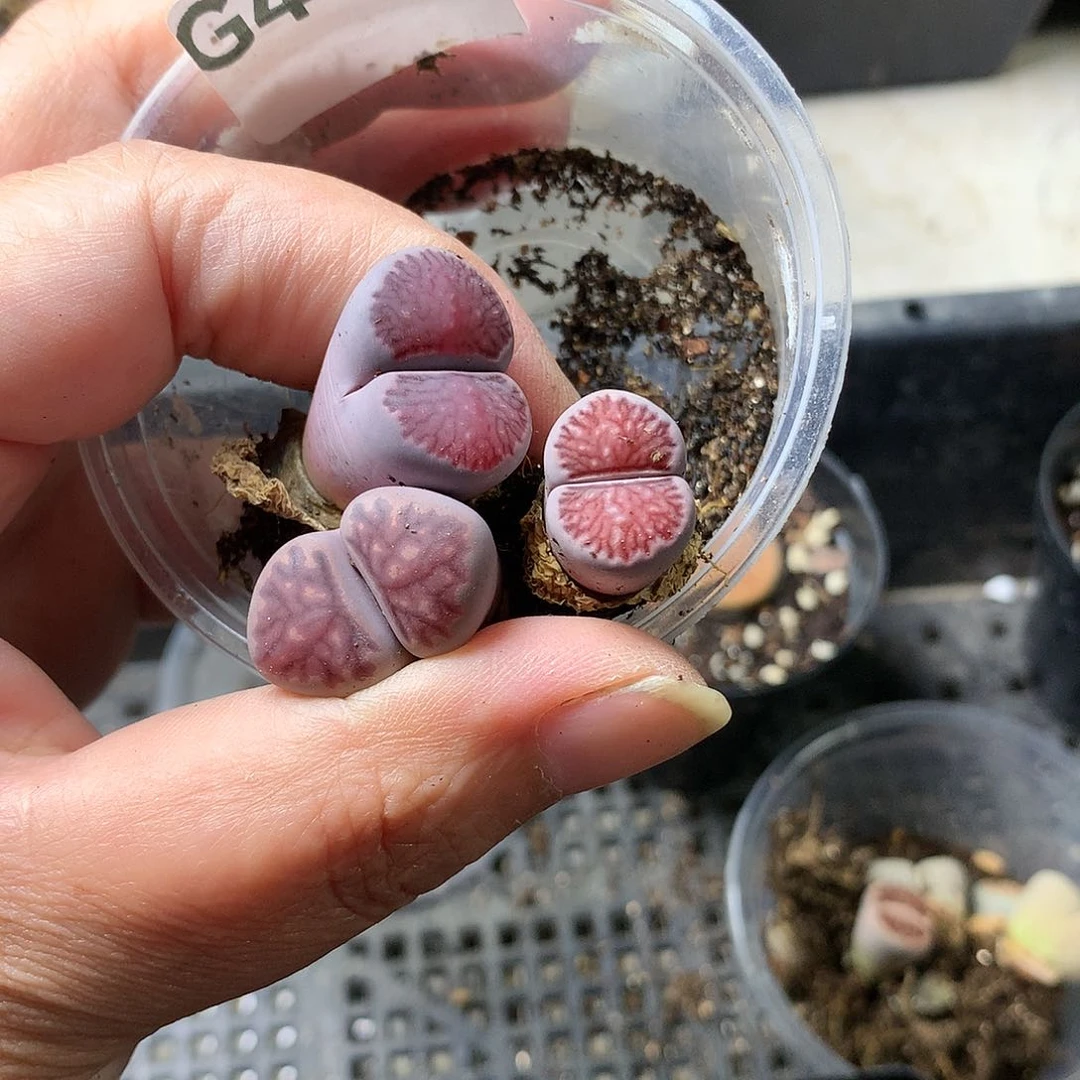 青*G440多肉植物保护研究所