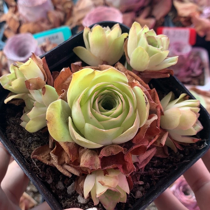 【闪购商品】初见670