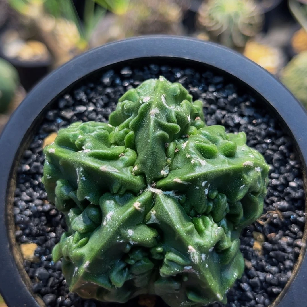 小核桃xmmmmmmmmmmm