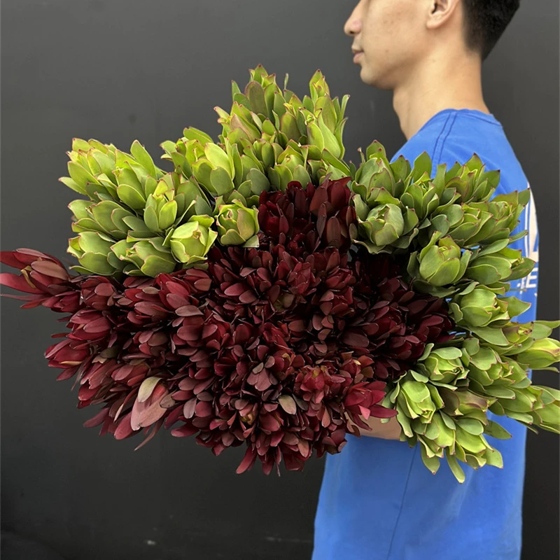 南非进口木百合非洲郁金香花期长可以做干花