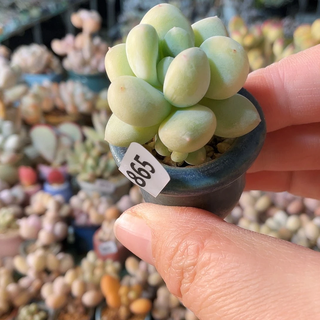 丢****猪多肉植物的生长发育规律与生态