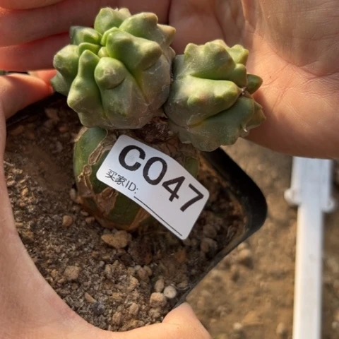 047仙人球的比赛中获得