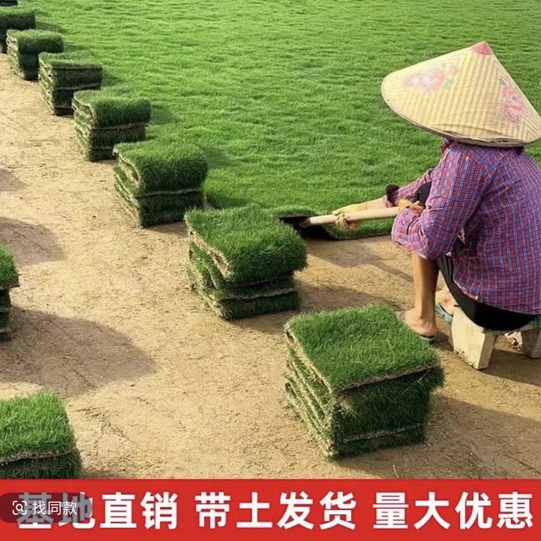 耐寒耐高温带泥土真草坪用于花园绿化庭院