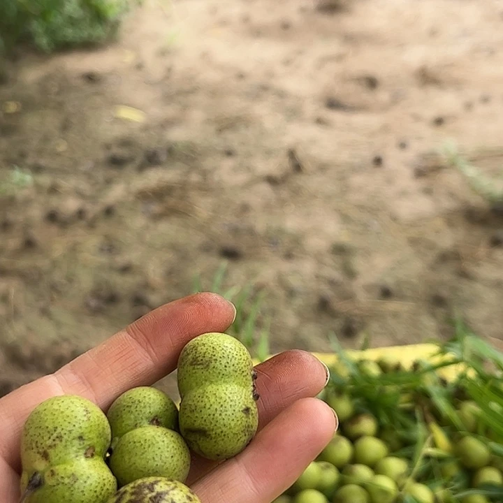 三***金猴头核桃手串猴头核桃