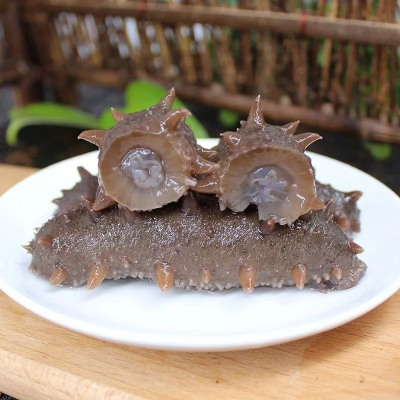 【到手30只】大连海参即使海参鲜食大个头冷链发货