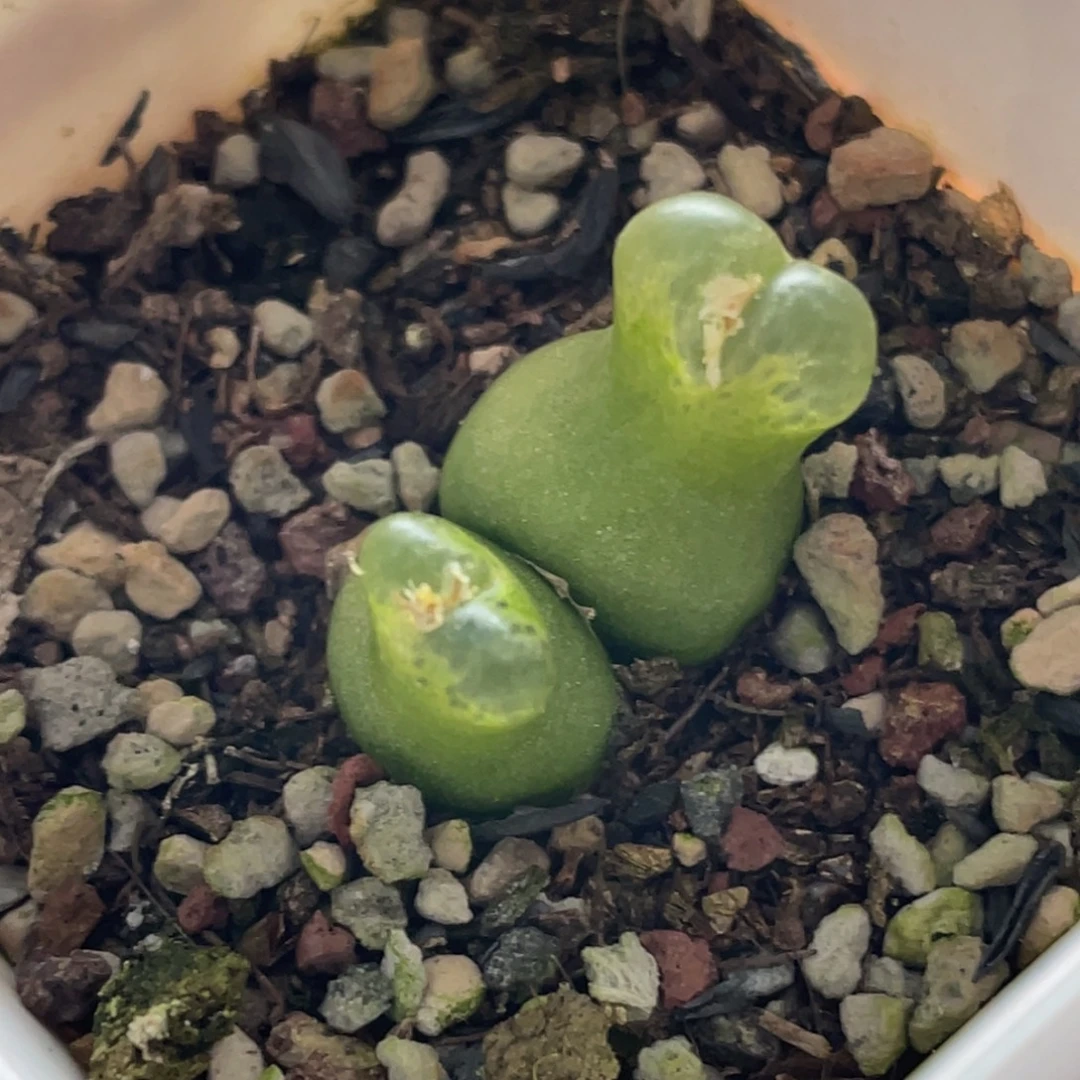 1.3cm双头小葫芦植物一物一拍