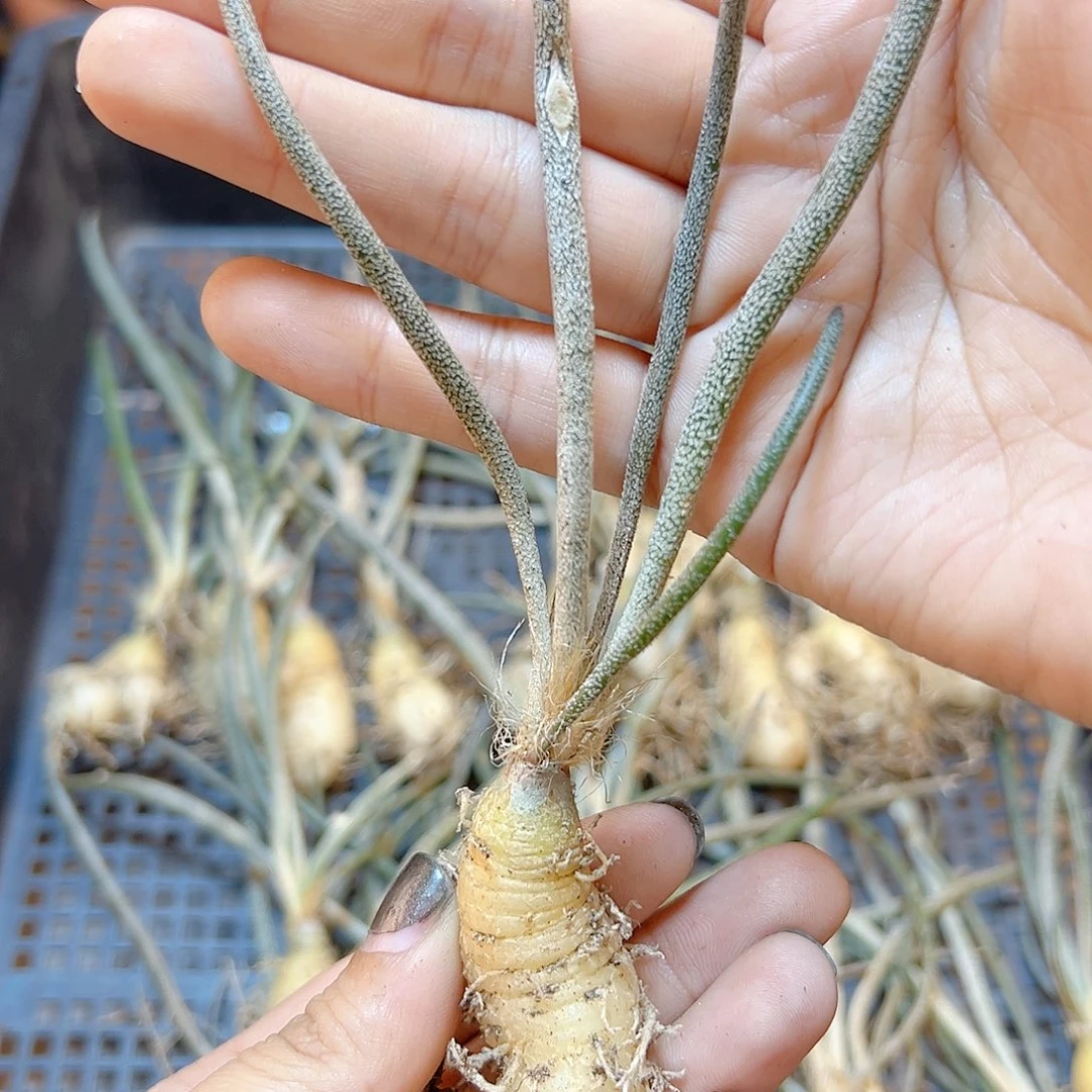 实生美杜莎肚子1.8公分