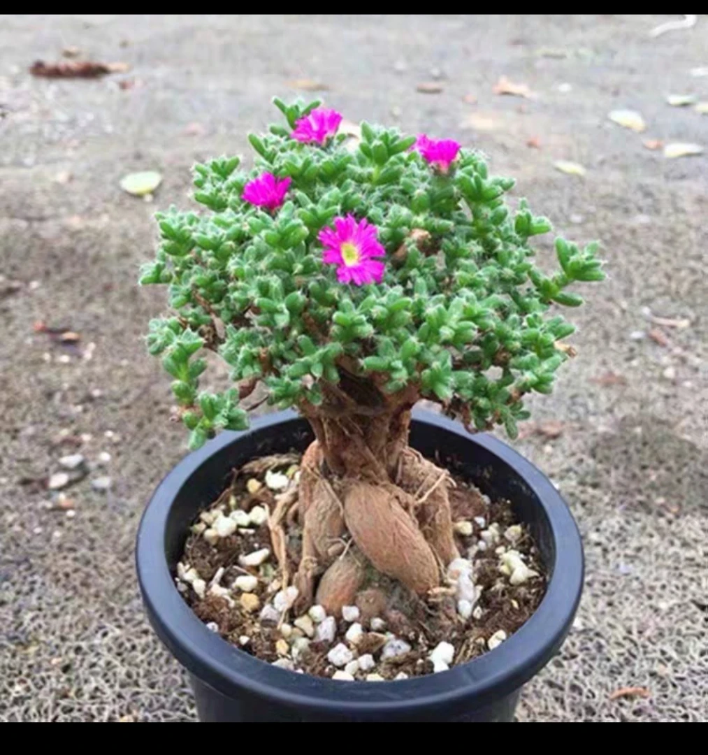 姬红小松，三年小老桩，爱开花，十二公分盆，一单包邮