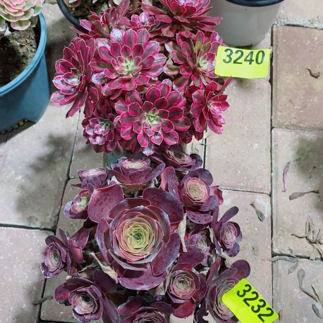 黑同白从林多肉法师3240媚金玫瑰3232