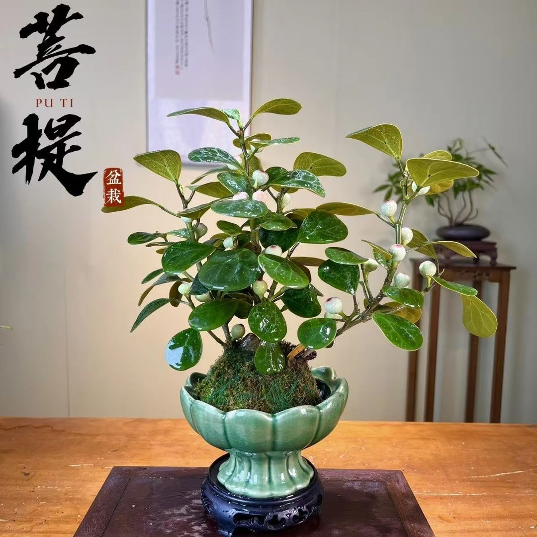 禅意多果小盼菩提空心室内盆栽茶桌办公桌花卉绿植好养盆景微景观