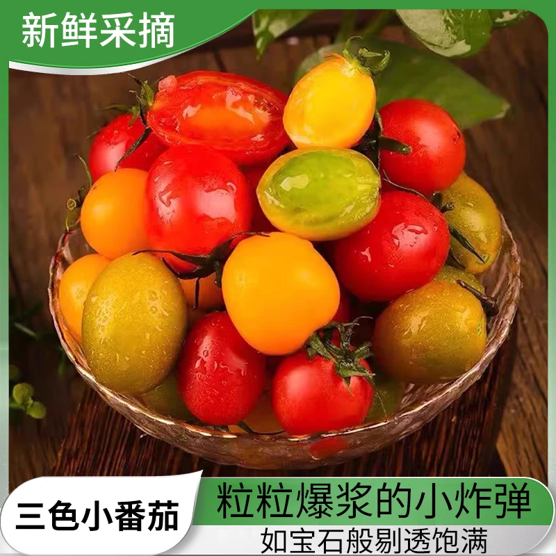 【超新鲜】寿光现摘三色圣女果混装新鲜多色水果小西红柿香甜爆汁！