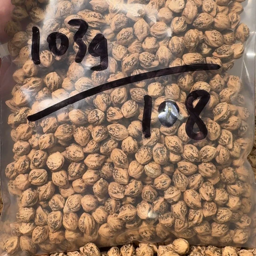 柏香籽/百香籽吊坠辛*