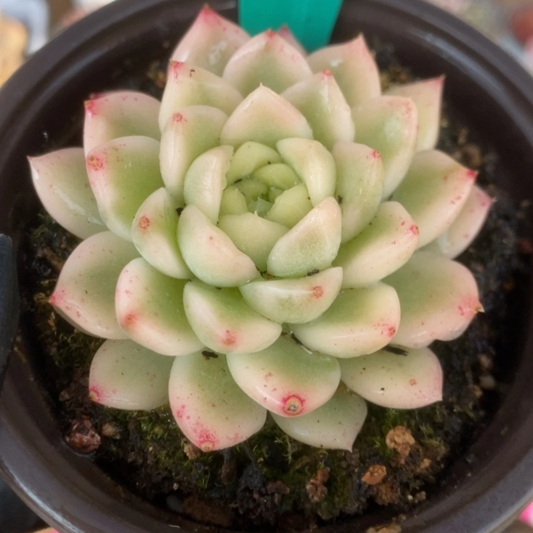 347东云杂锦锦锦锦锦