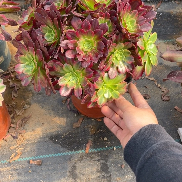 474安娜法师多肉断枝不售后