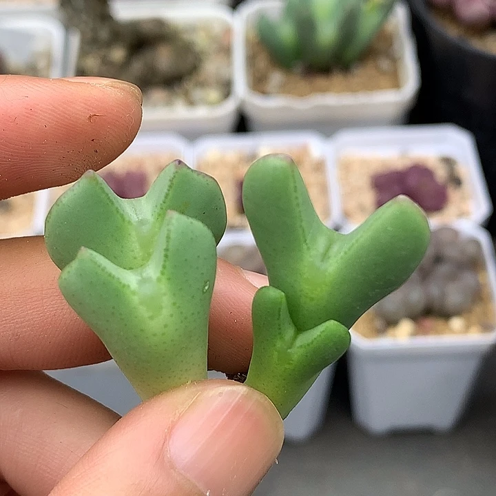 精品多肉植物精品多肉