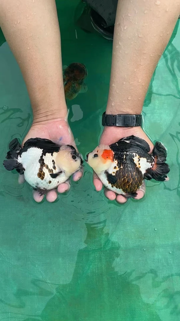 玛丽观赏鱼苗一组