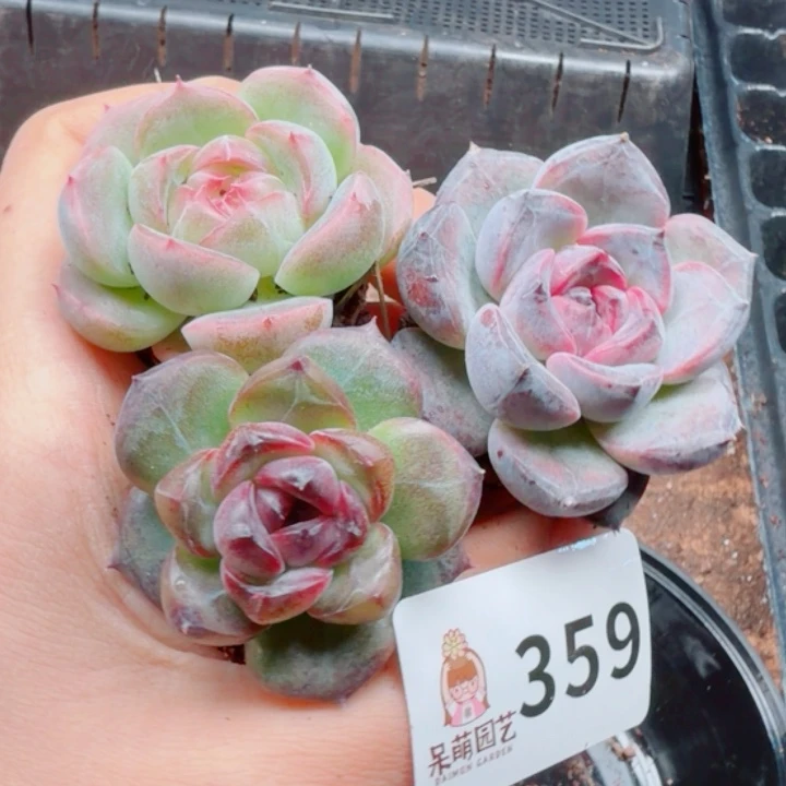 多肉植物多肉植物