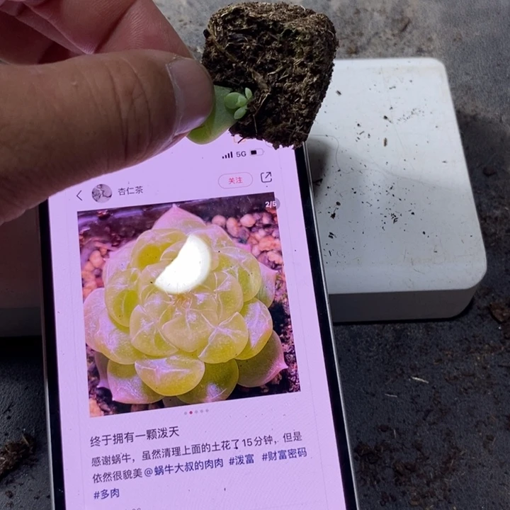 穴盘财富泼天苗一个