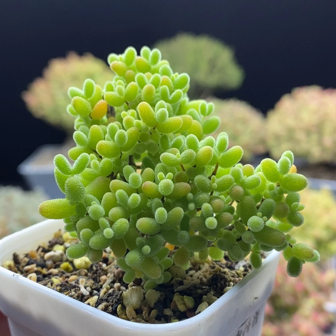 772蜜橘糖球。