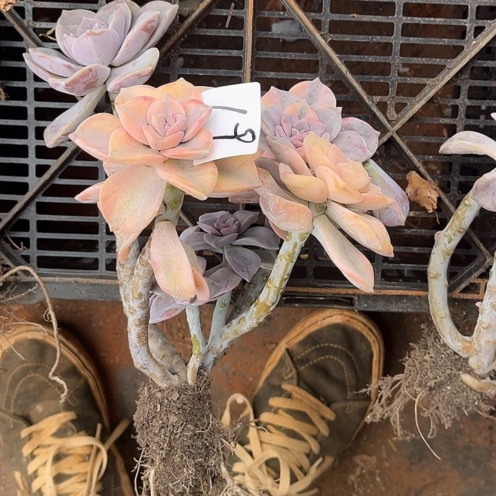 依***你紫乐景19号多肉植物精品