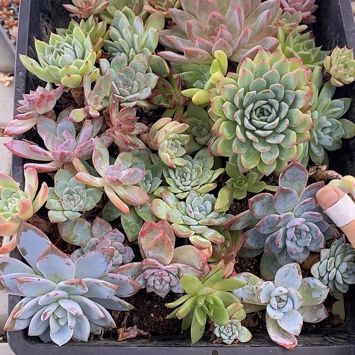 110 多肉植物盆栽花卉