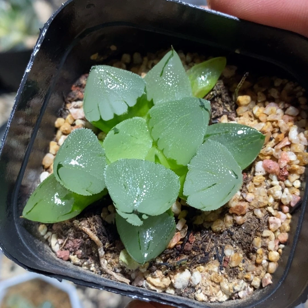 冰鸾玉一颗 新年福利