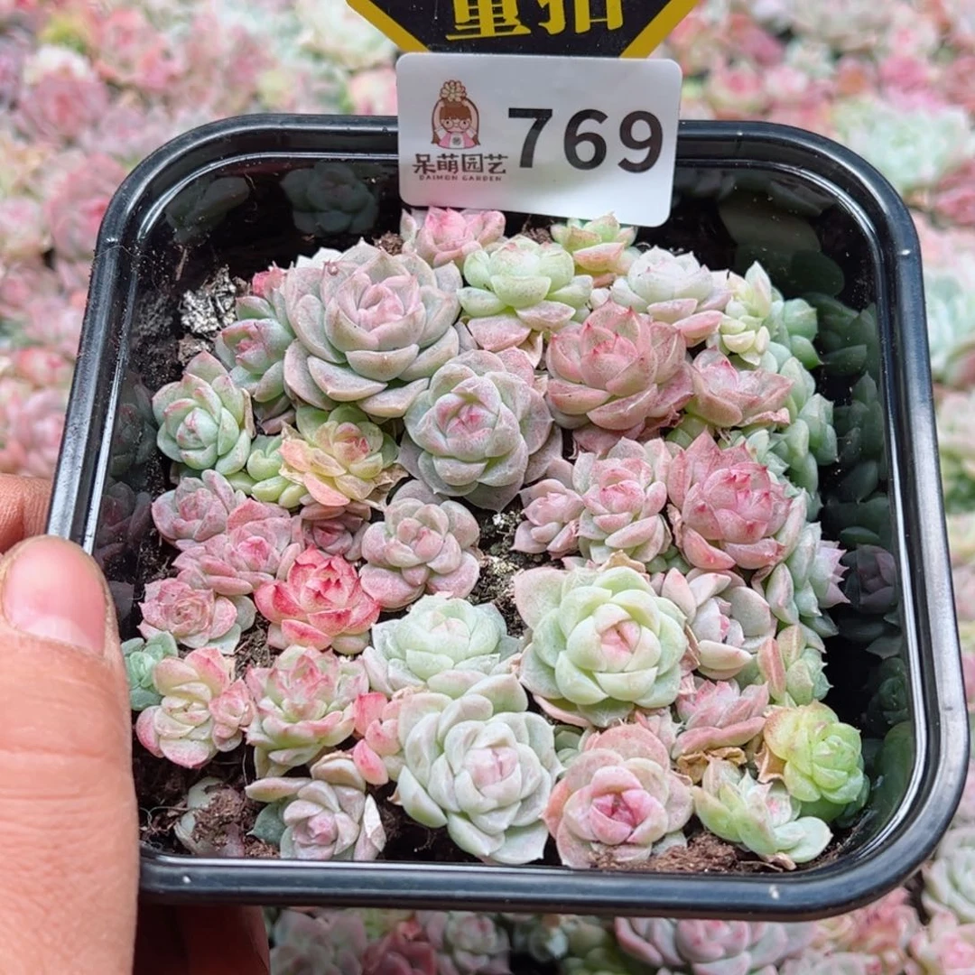 多肉植物多肉植物