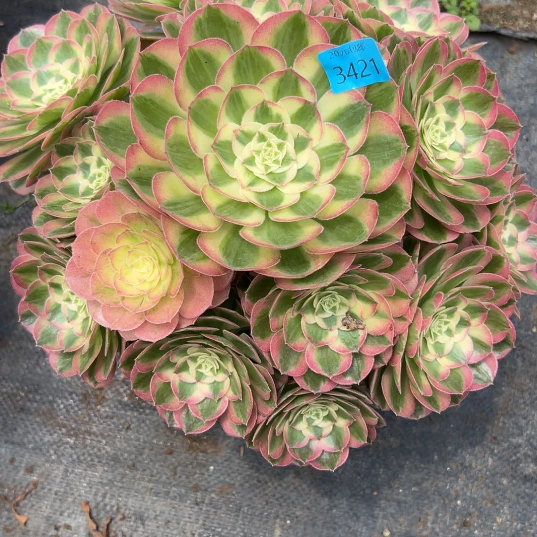 用****13421玉姿多肉植物系