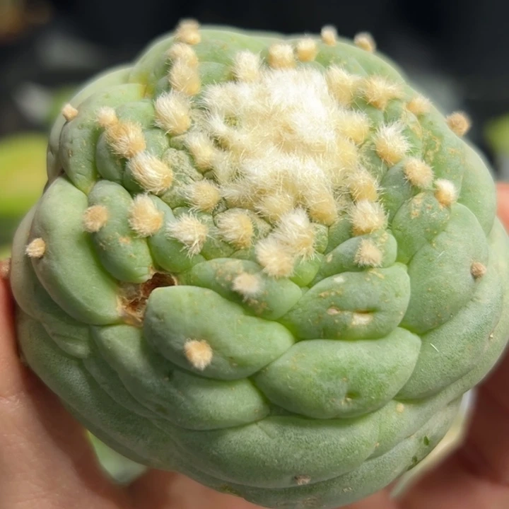 C*241  可帮发根可发货