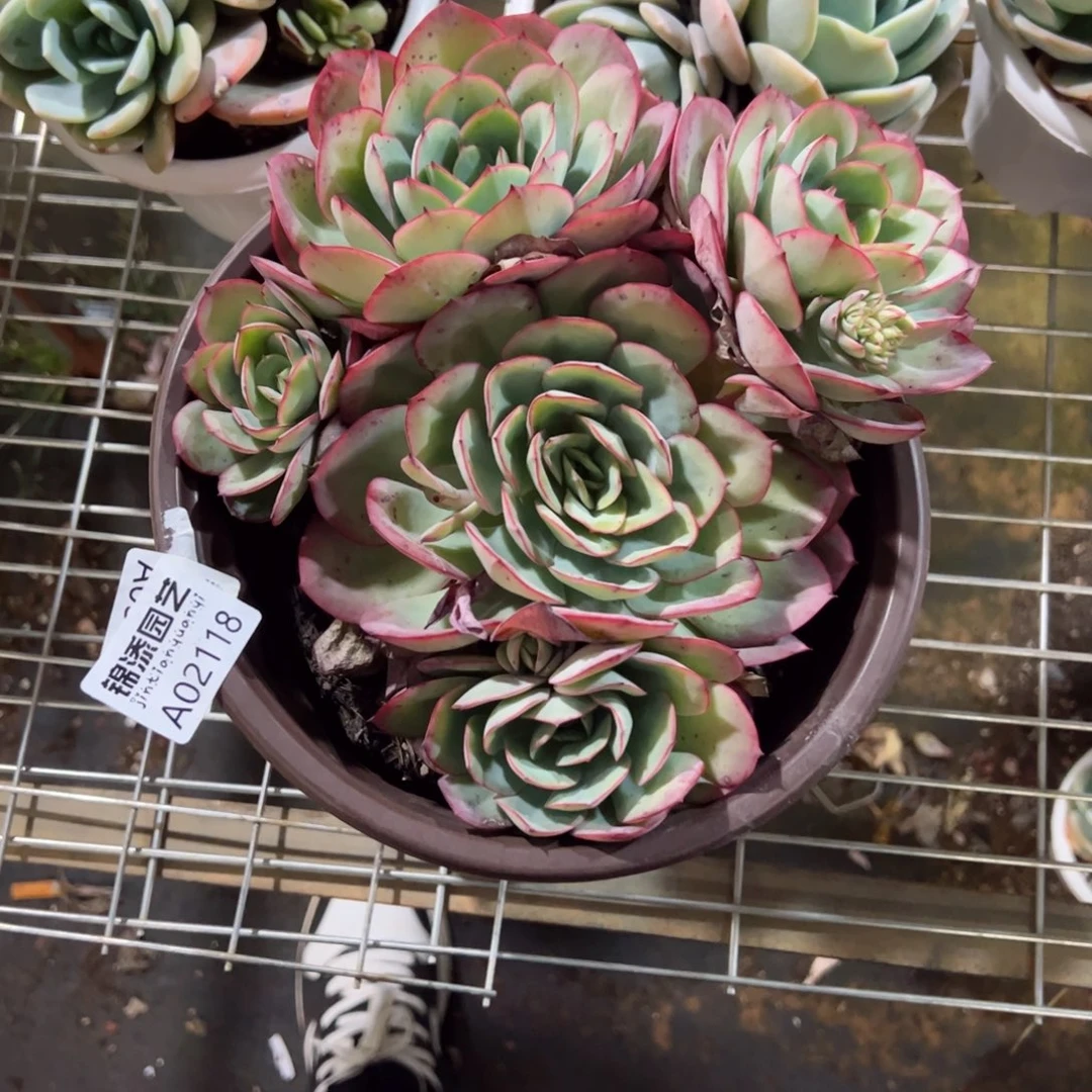 2118牡丹亭大盆多头