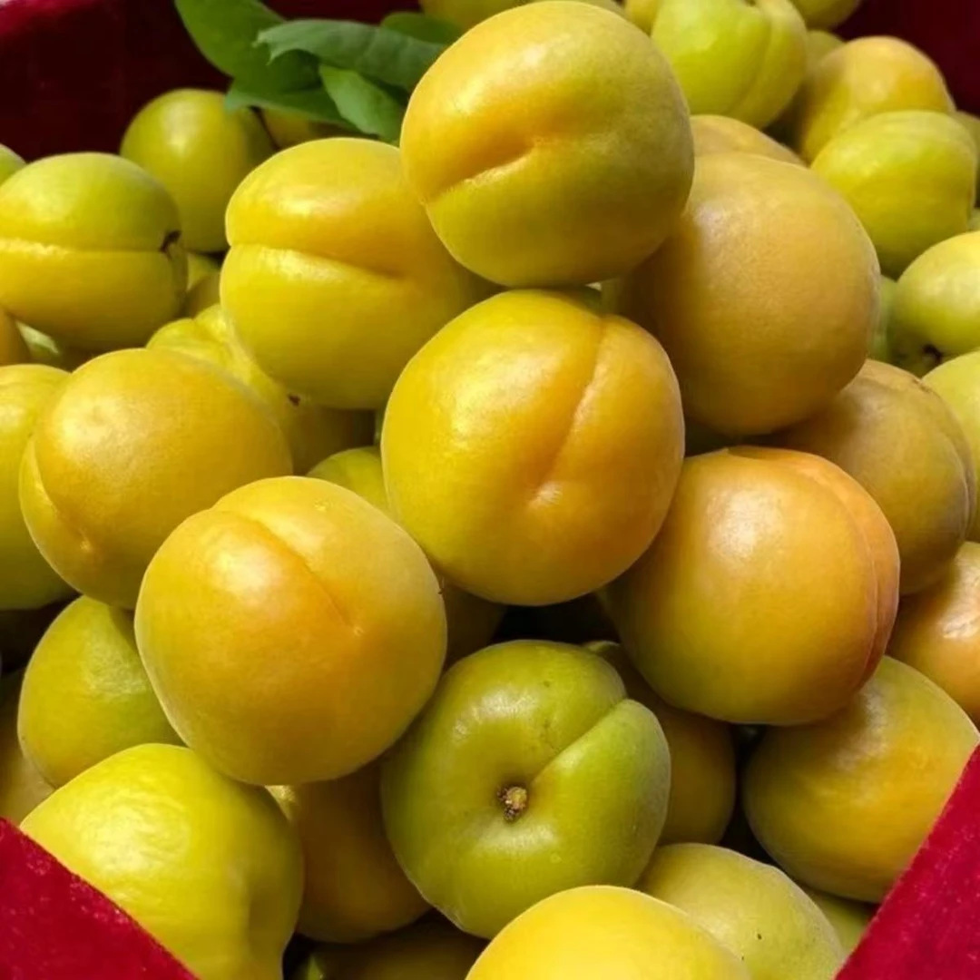 新鲜微黄杏半青半黄杏酸脆爽口孕妇水果当季采摘整箱